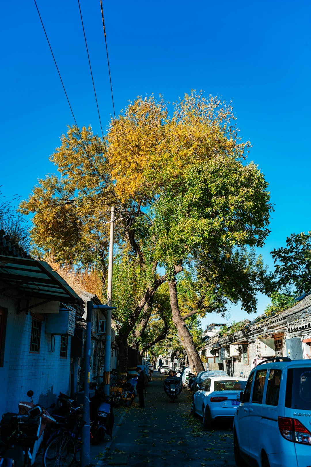 Tree with autumn leaves on a street