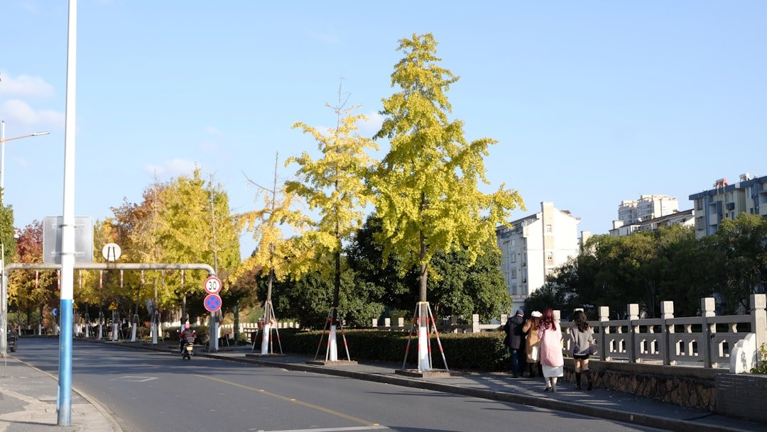 Autumn trees line a street with buildings in background.