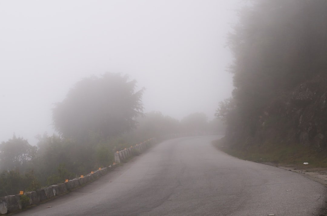 a foggy road in the middle of a forest