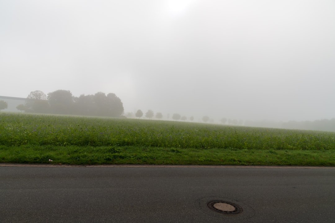 A foggy field with trees and a road.