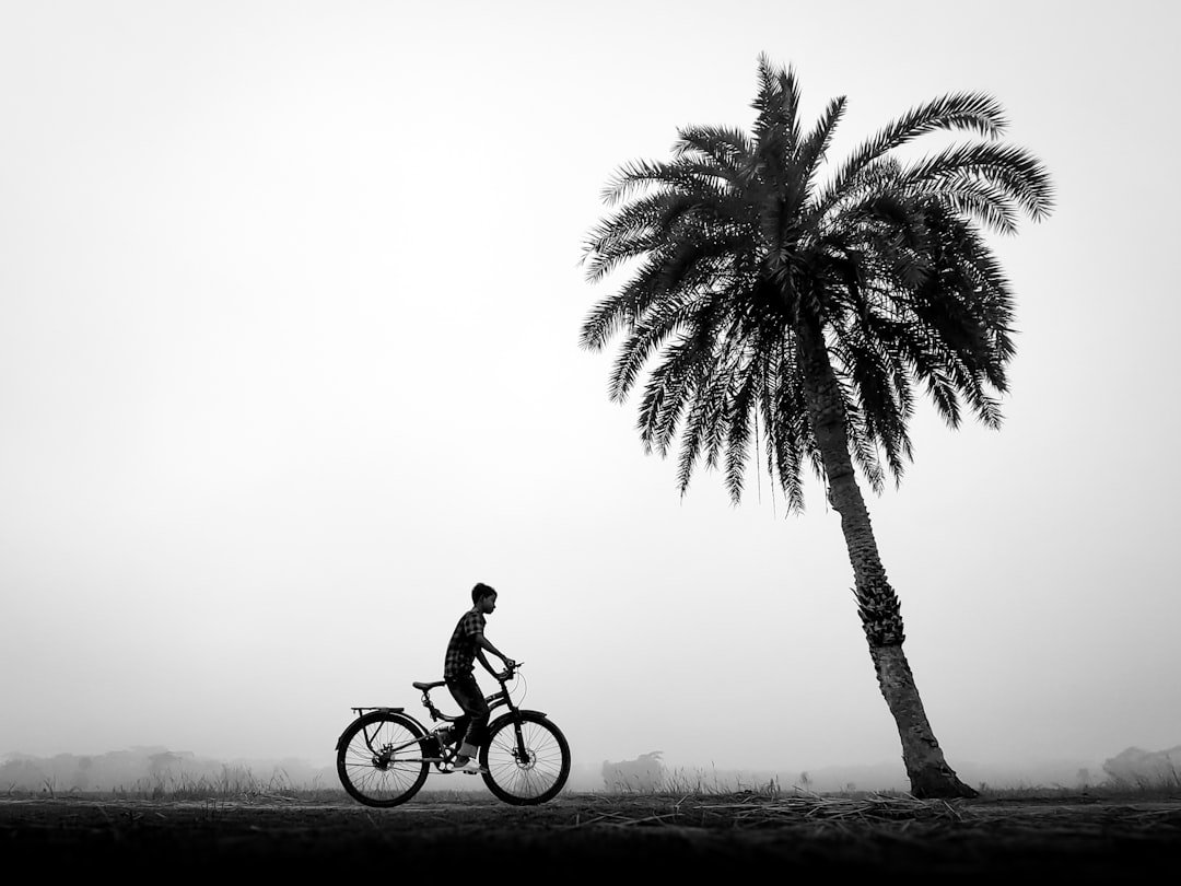 Person riding bicycle next to a leaning palm tree.